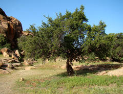 Argania spinosa Argan Tree, Spiny Argania, Morocco Ironwood
